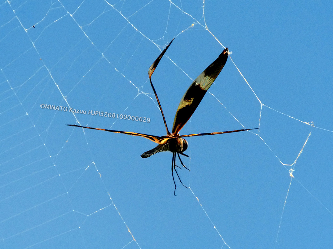 オキナワチョウトンボ