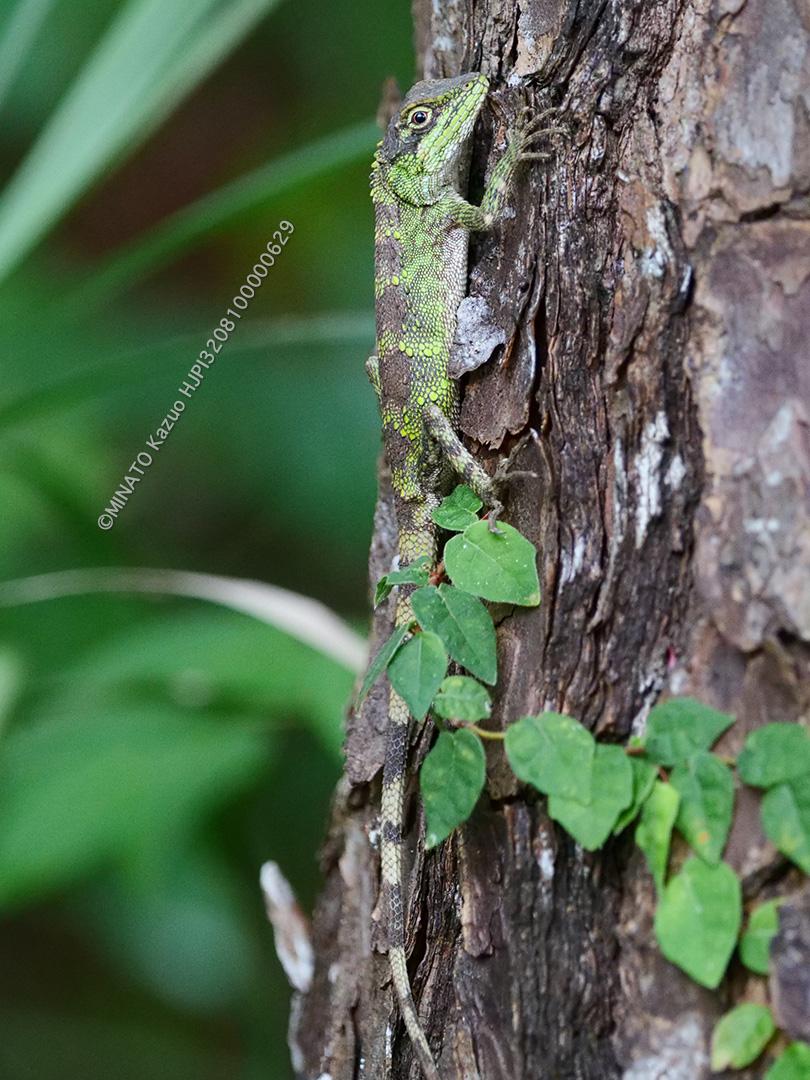 オキナワキノボリトカゲ