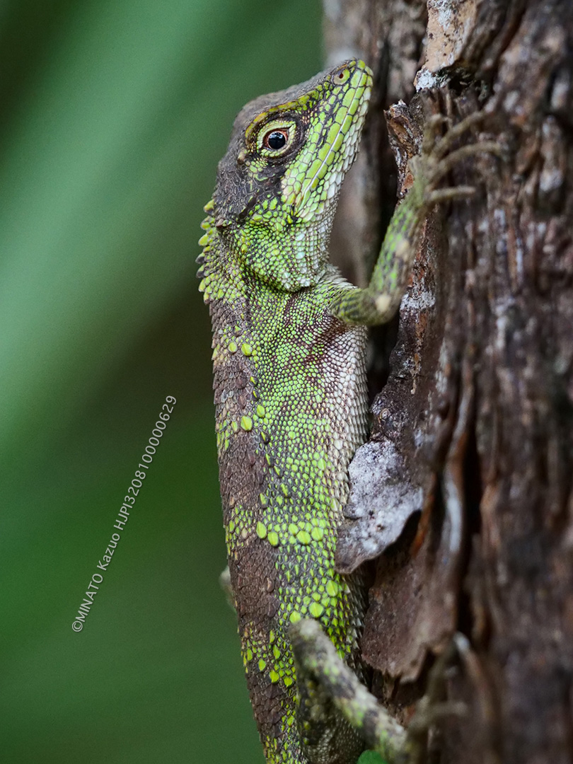 オキナワキノボリトカゲ