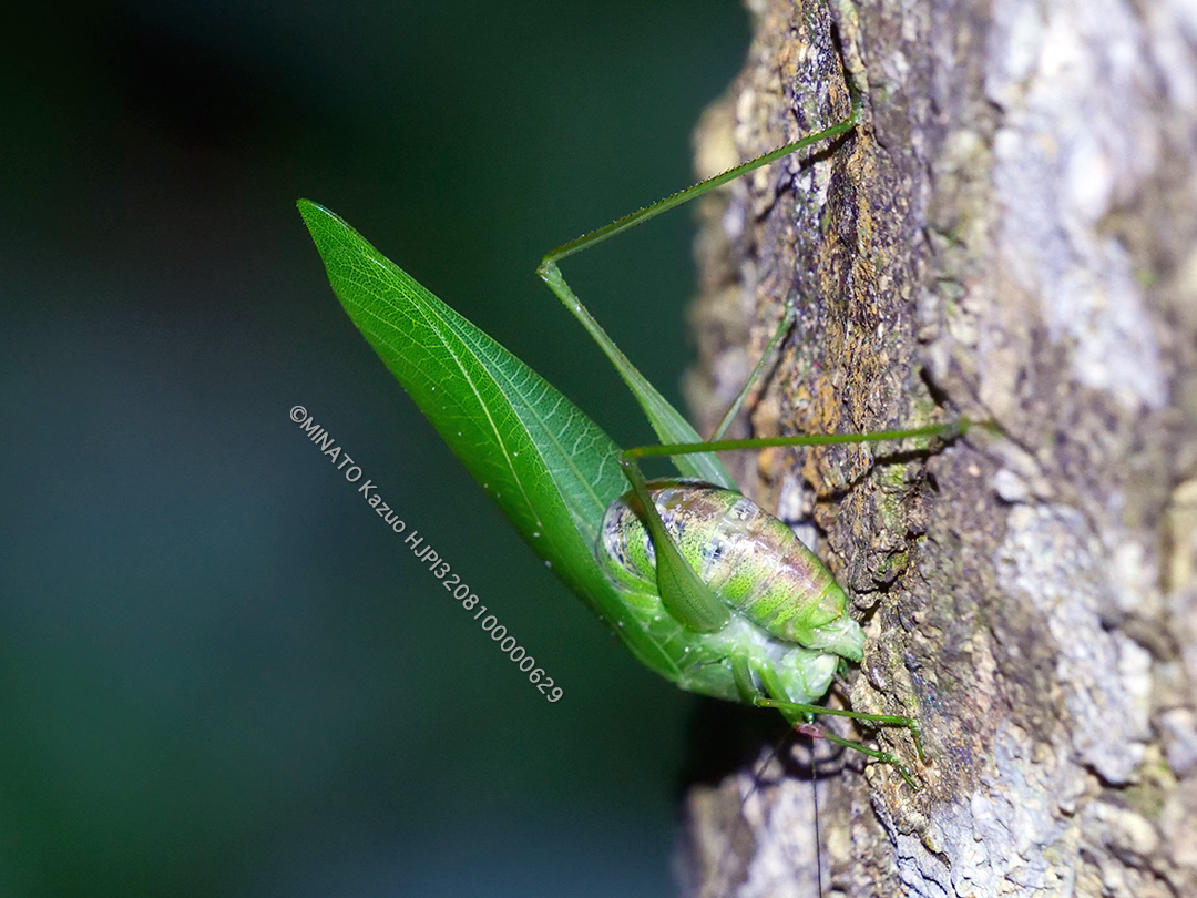 ダイトウクダマキモドキ