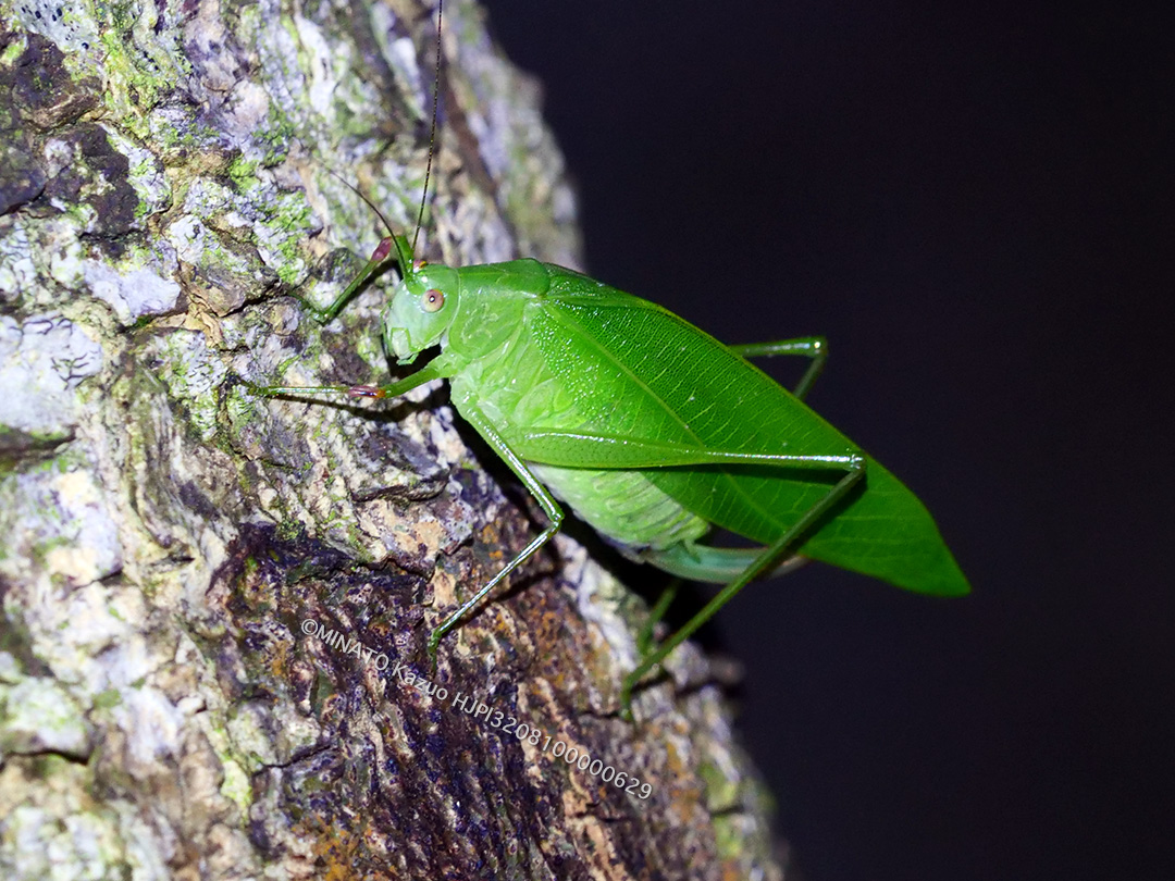 ダイトウクダマキモドキ