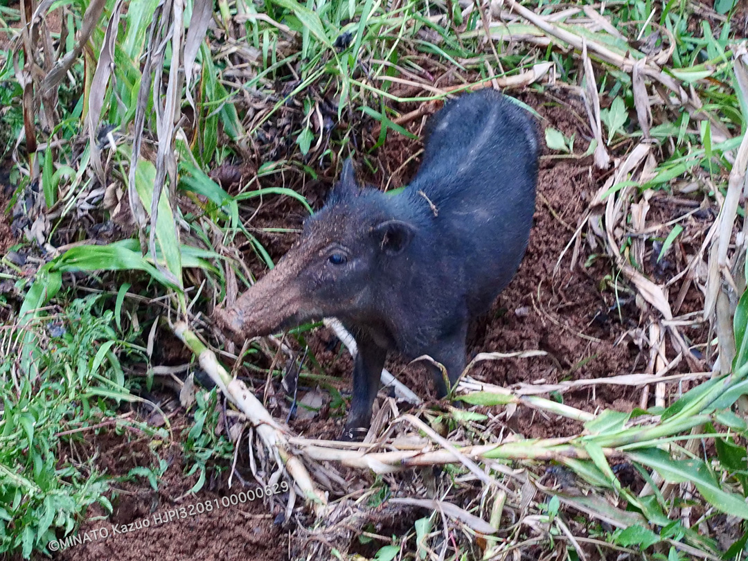 リュウキュウイノシシ