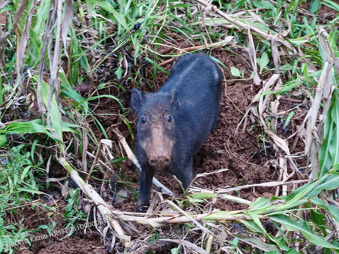リュウキュウイノシシ