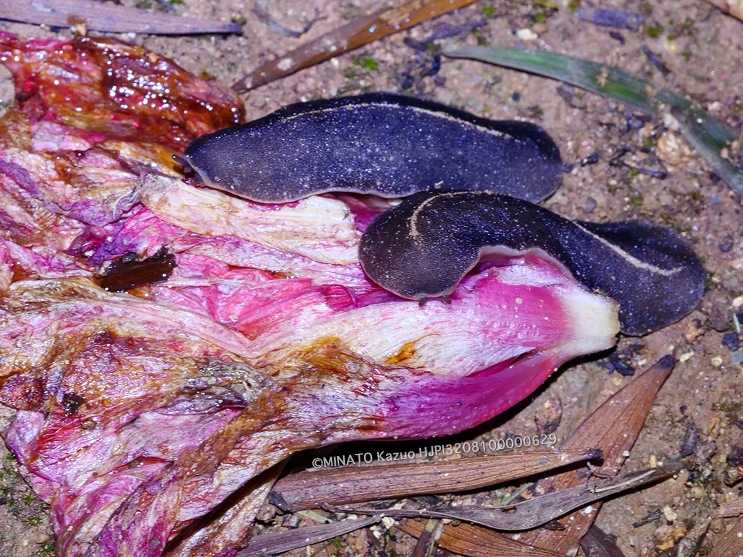 アシヒダナメクジ