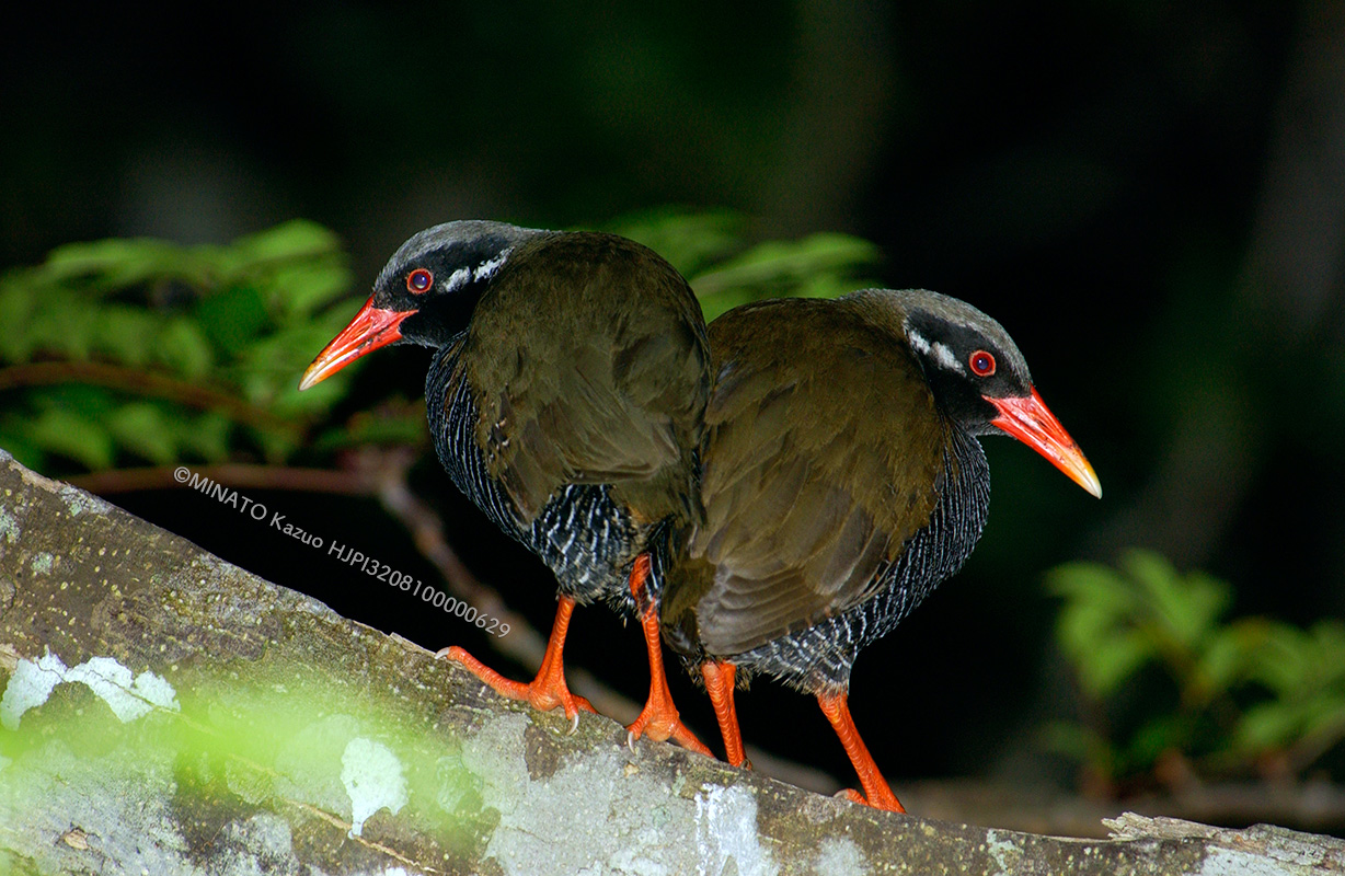 ヤンバルクイナ・ペア