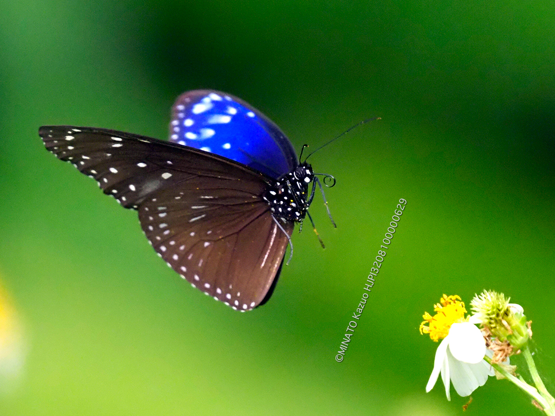 ツマムラサキマダラ雄