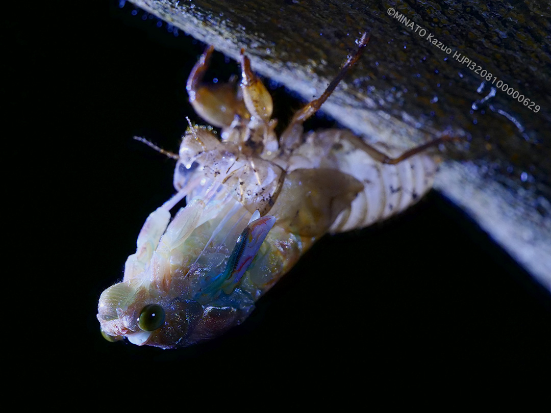 クロイワツクツク羽化