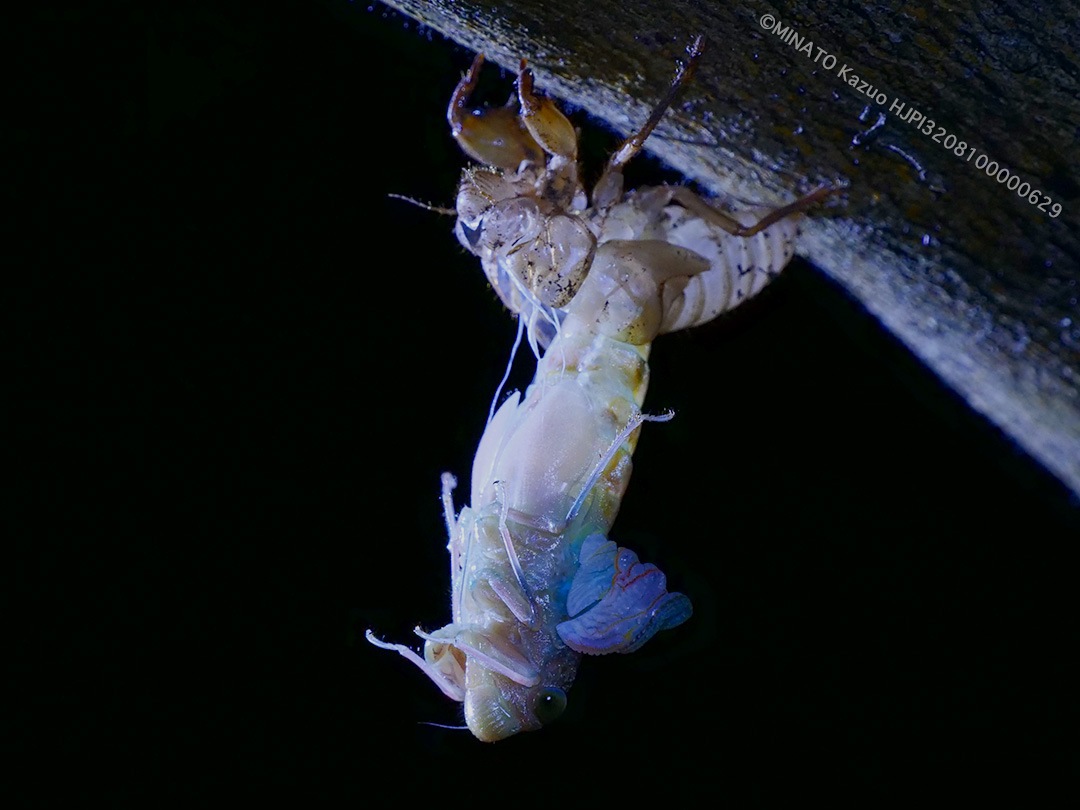 クロイワツクツク羽化