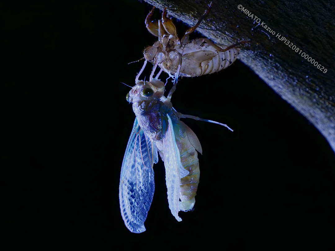 クロイワツクツク羽化