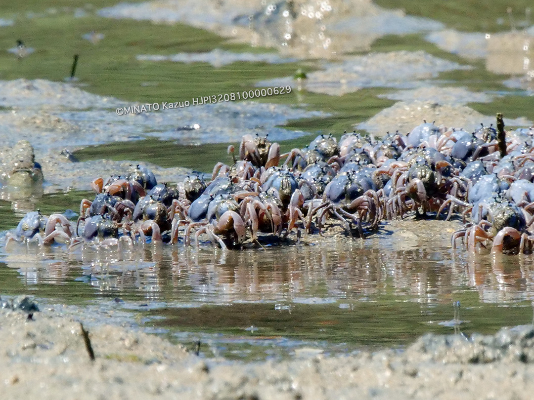 ミナミコメツキガニ