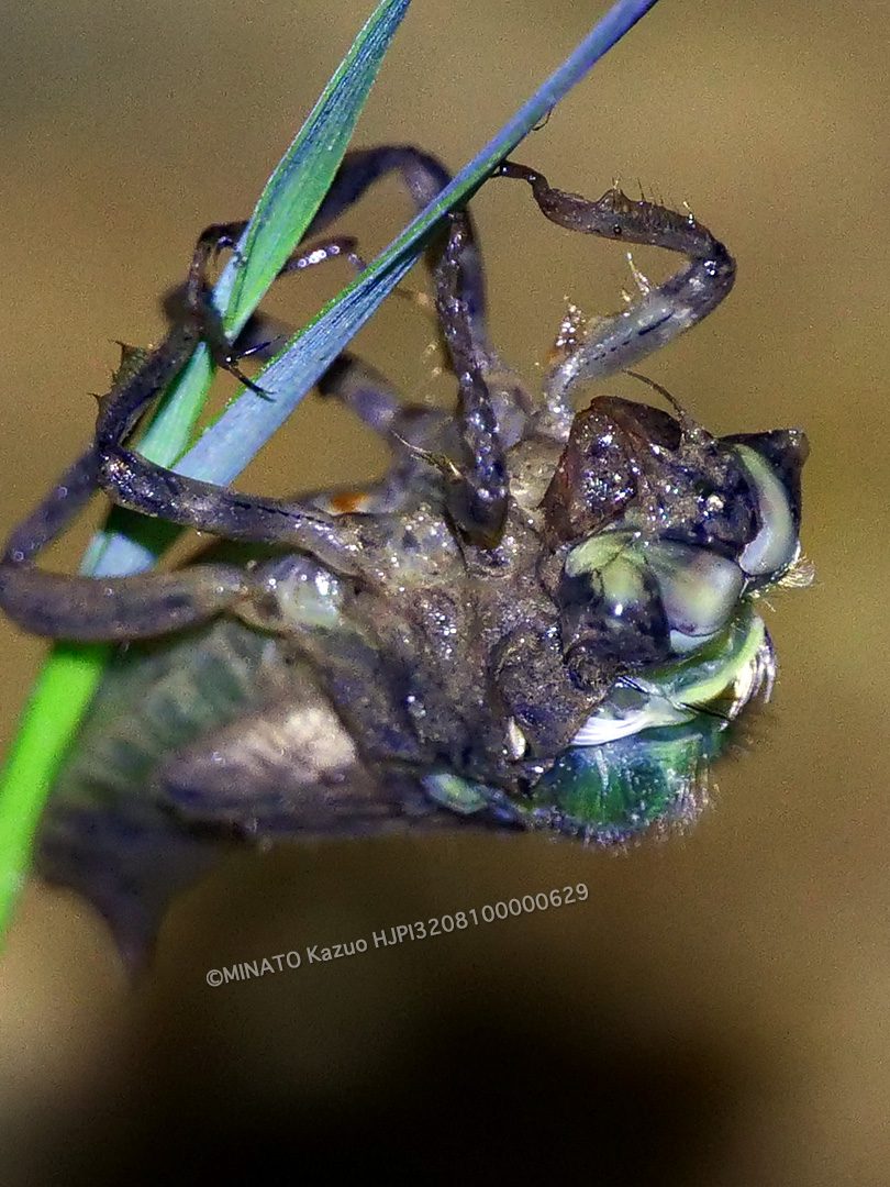 ハラボソトンボ羽化
