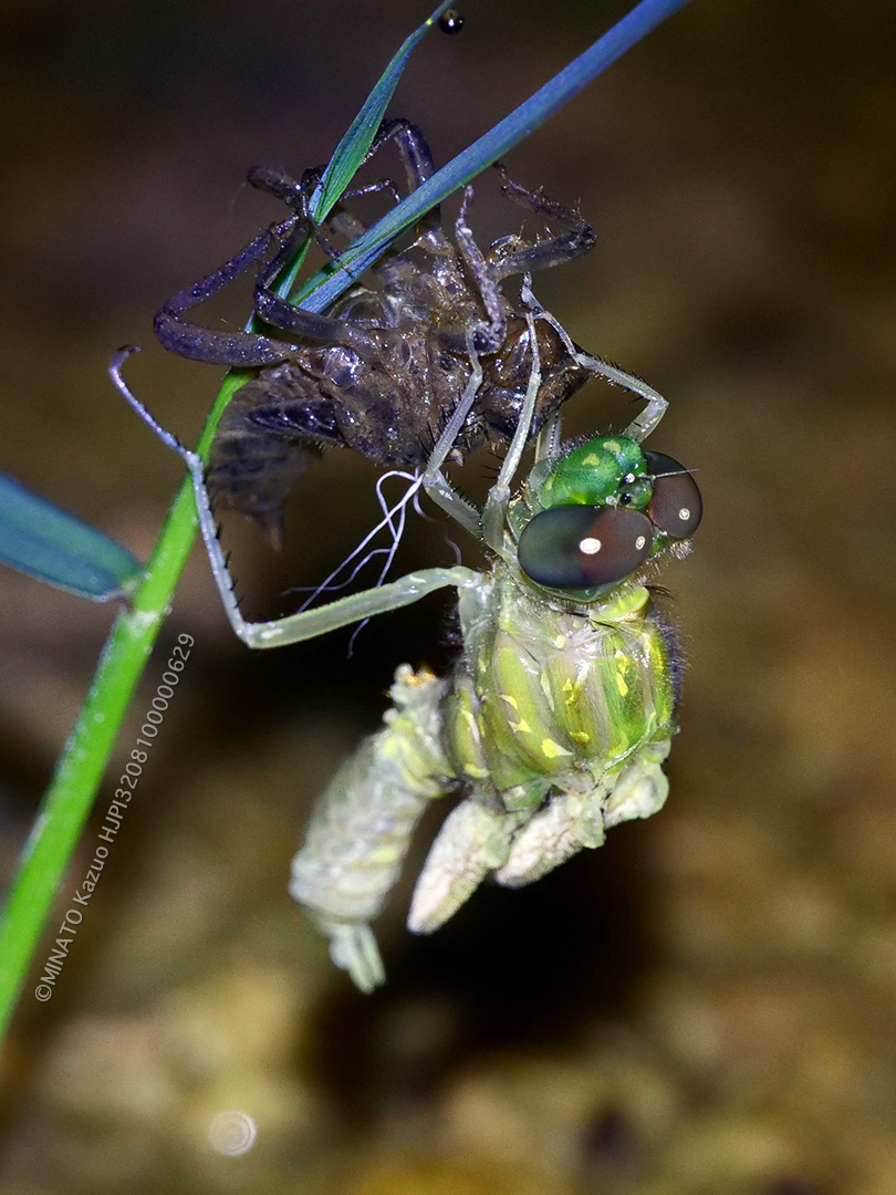 ハラボソトンボ羽化