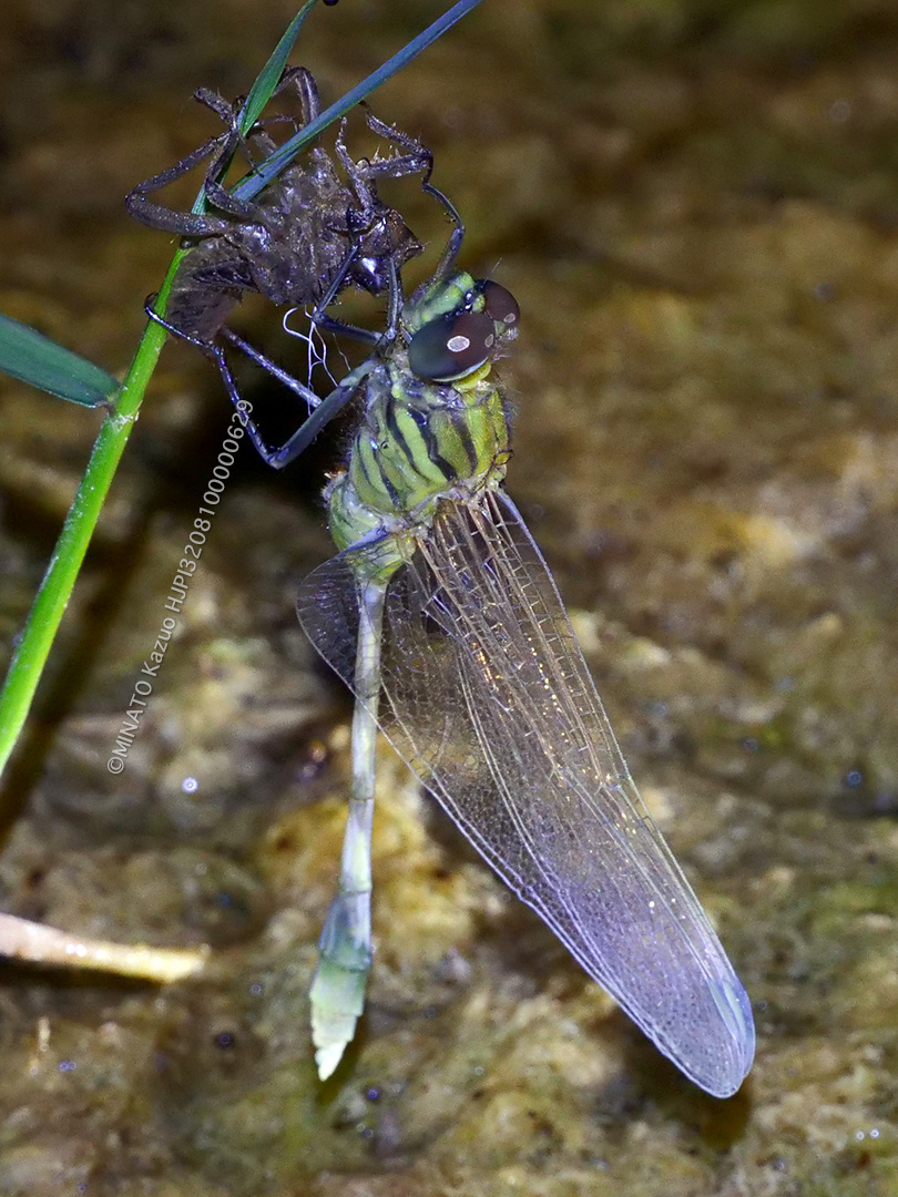 ハラボソトンボ羽化