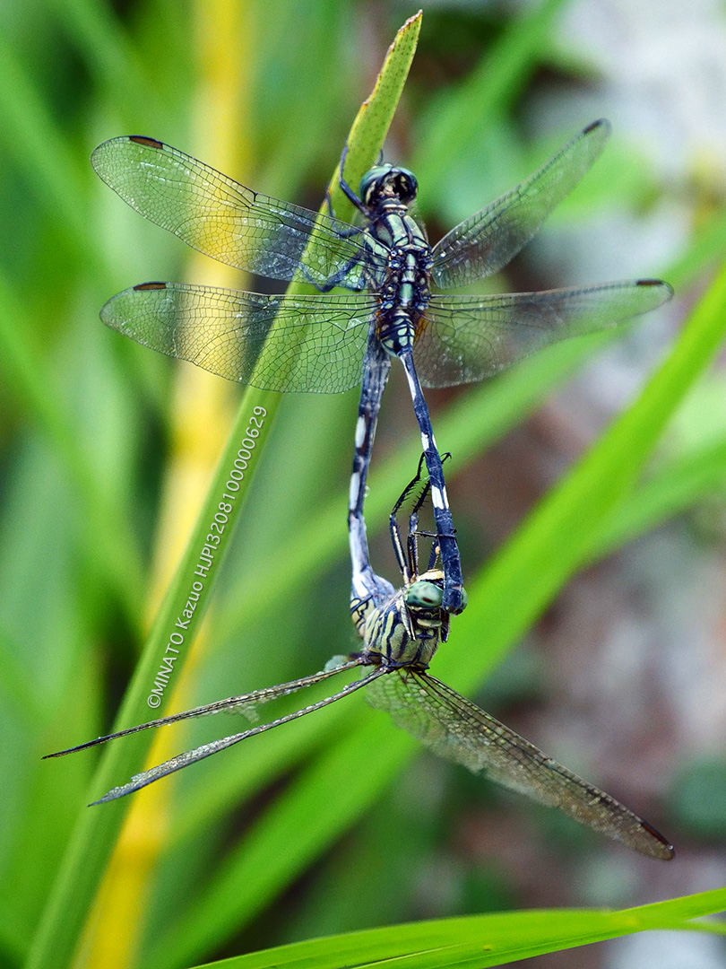 ハラボソトンボ