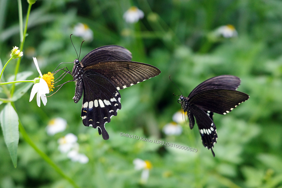 シロオビアゲハ