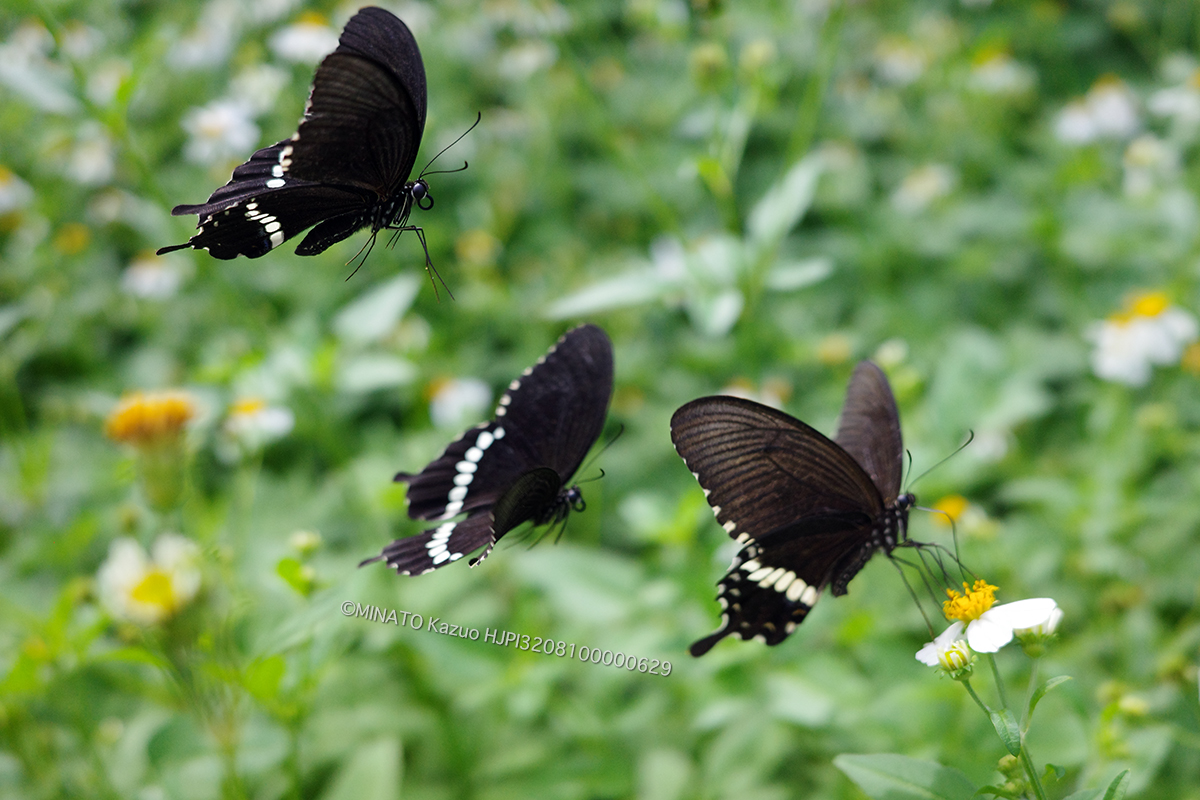 シロオビアゲハ