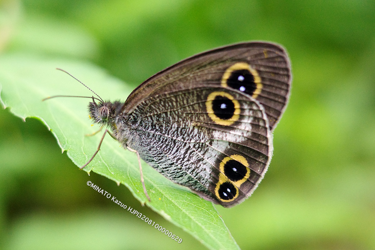 リュウキュウウラナミジャノメ