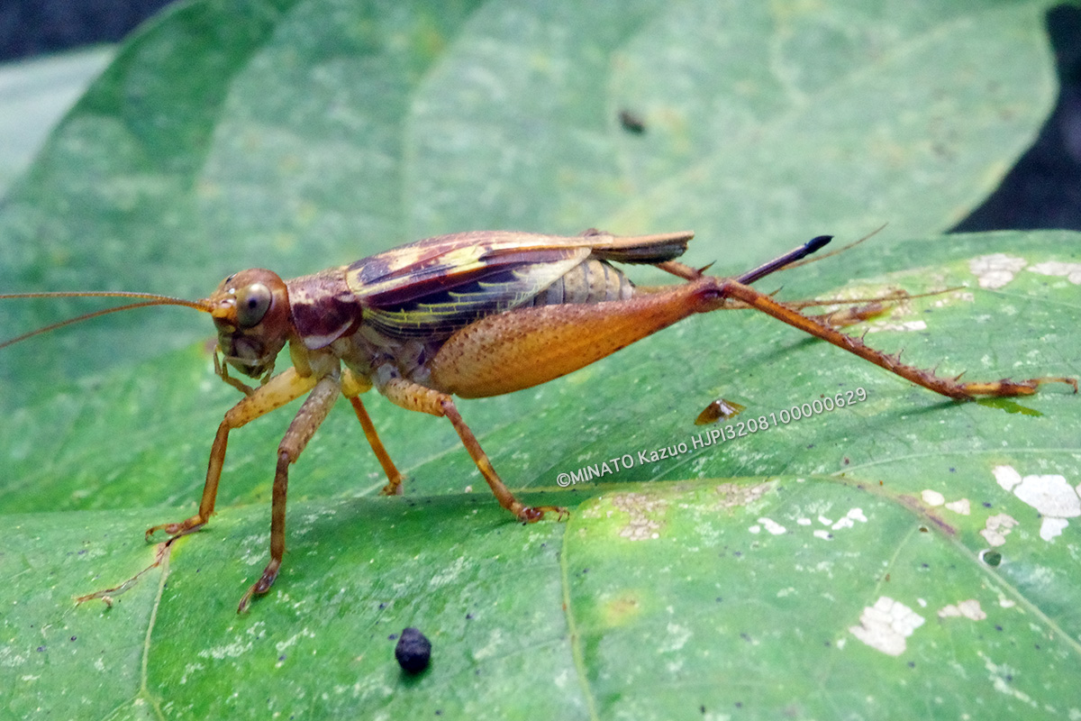 キマダラマツムシ雌