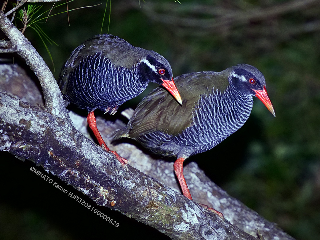 ヤンバルクイナ親子