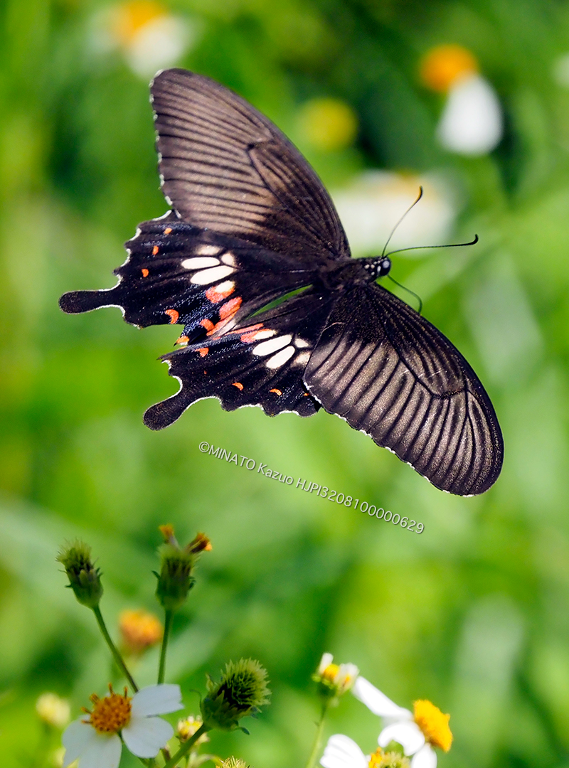 シロオビアゲハII型