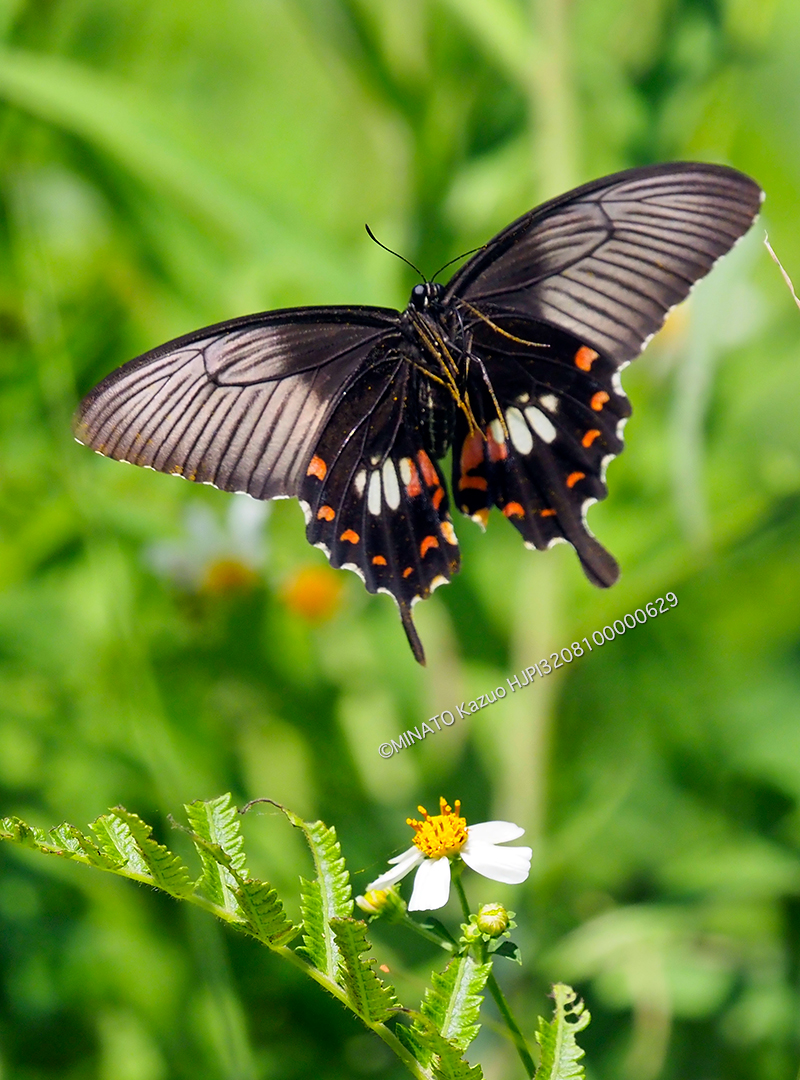 シロオビアゲハII型