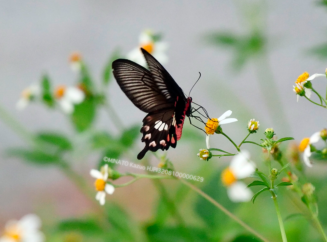 ベニモンアゲハ