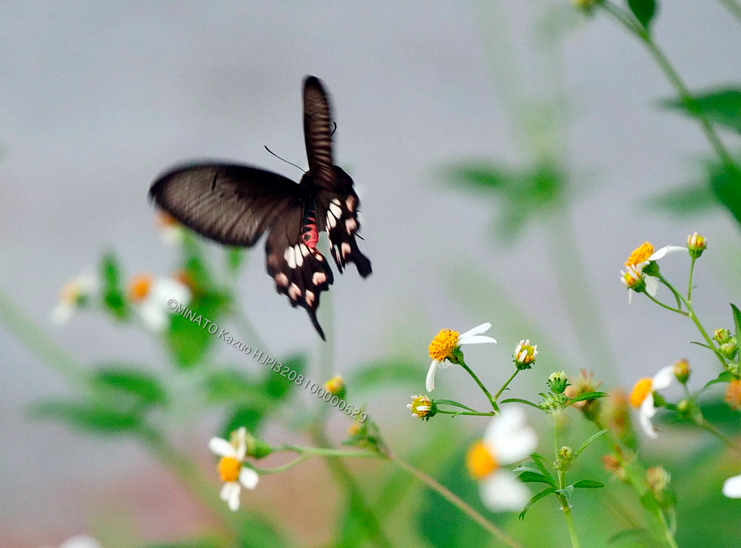 ベニモンアゲハ