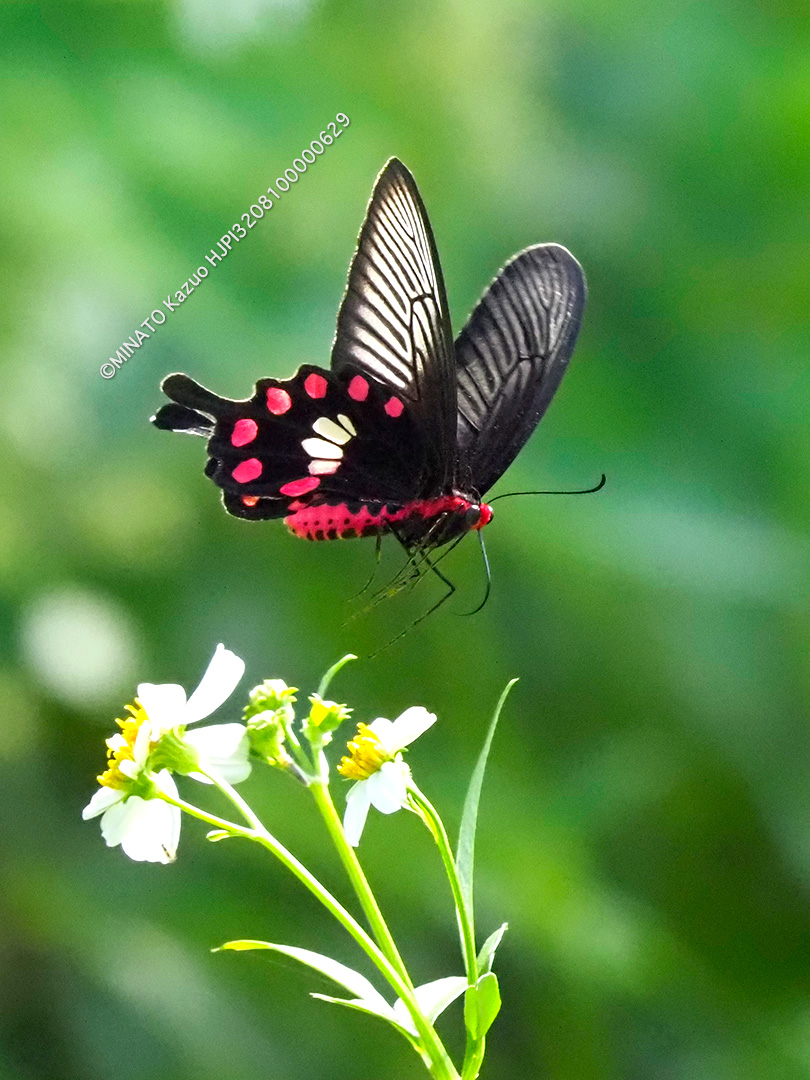 ベニモンアゲハ