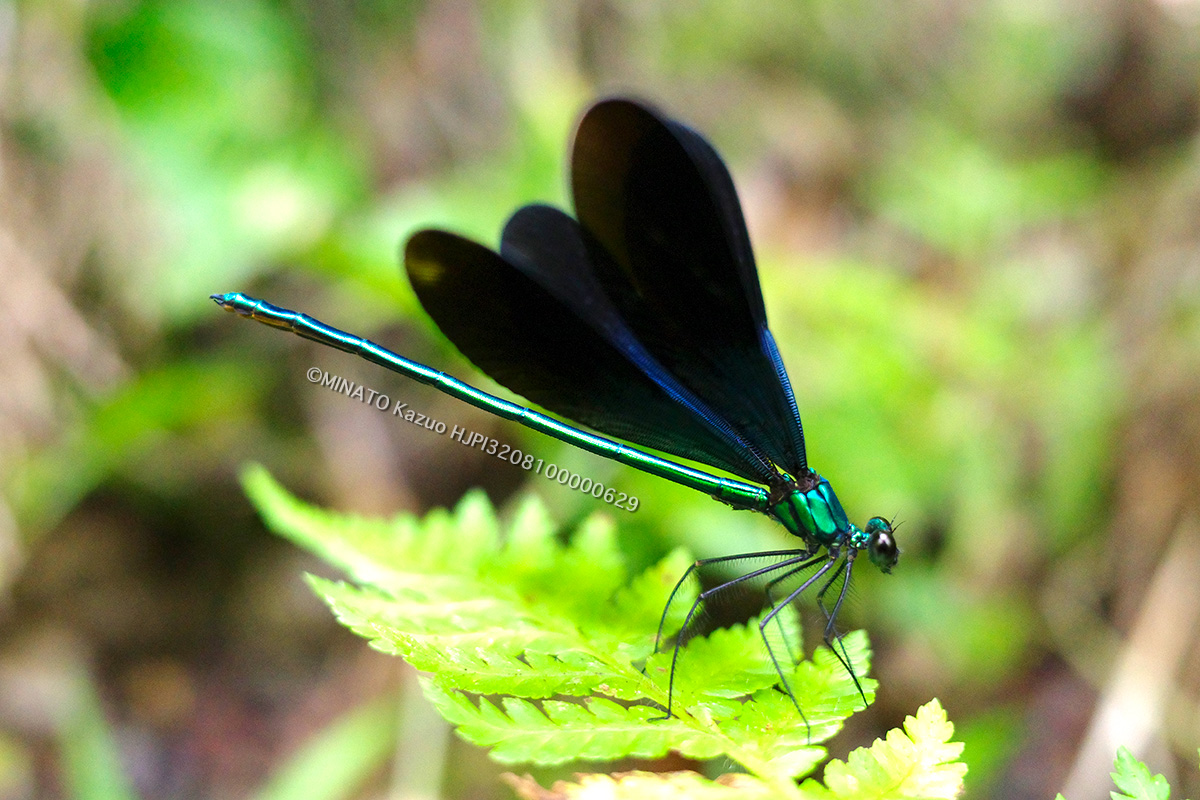 リュウキュウハグロトンボ雄