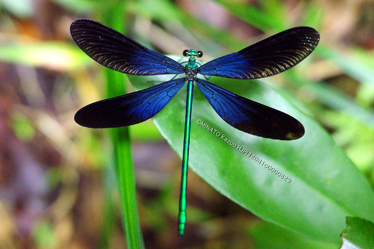 リュウキュウハグロトンボ雄