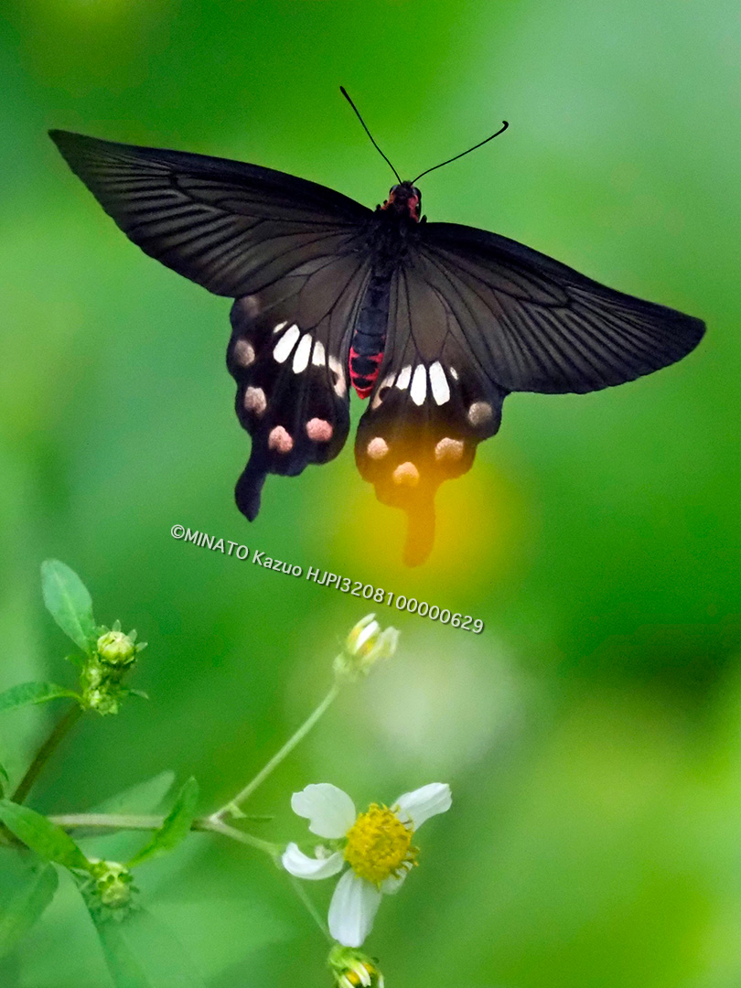 ベニモンアゲハ