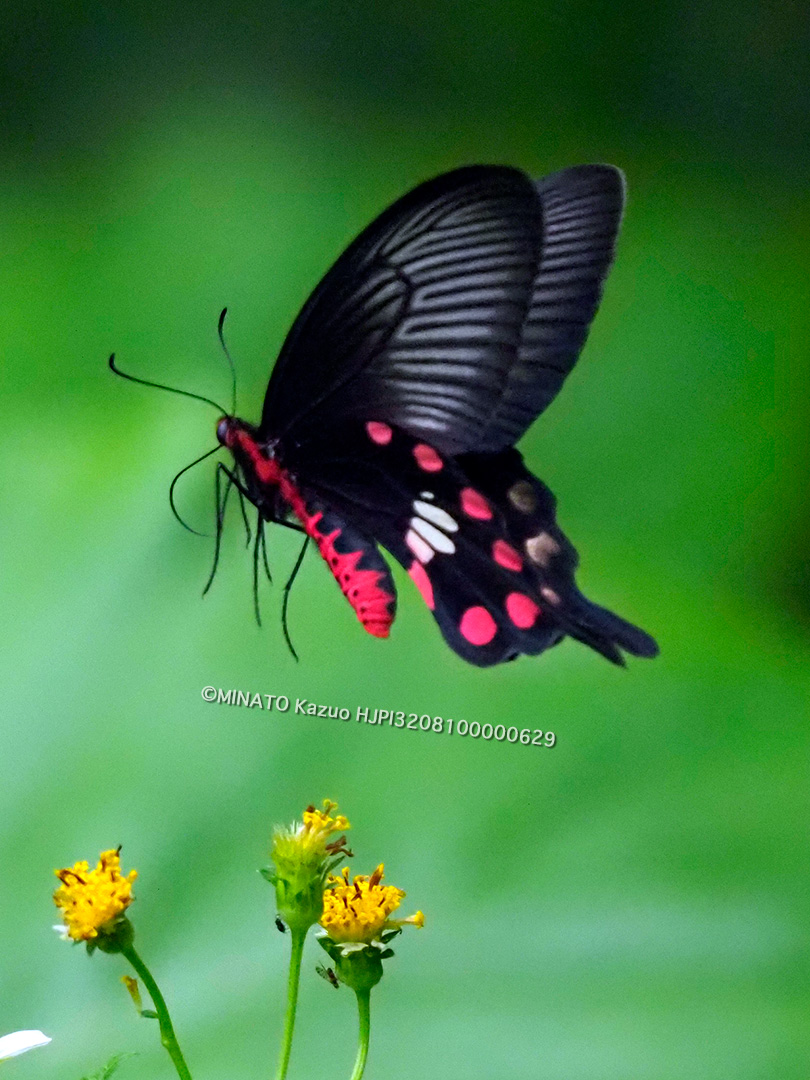 ベニモンアゲハ