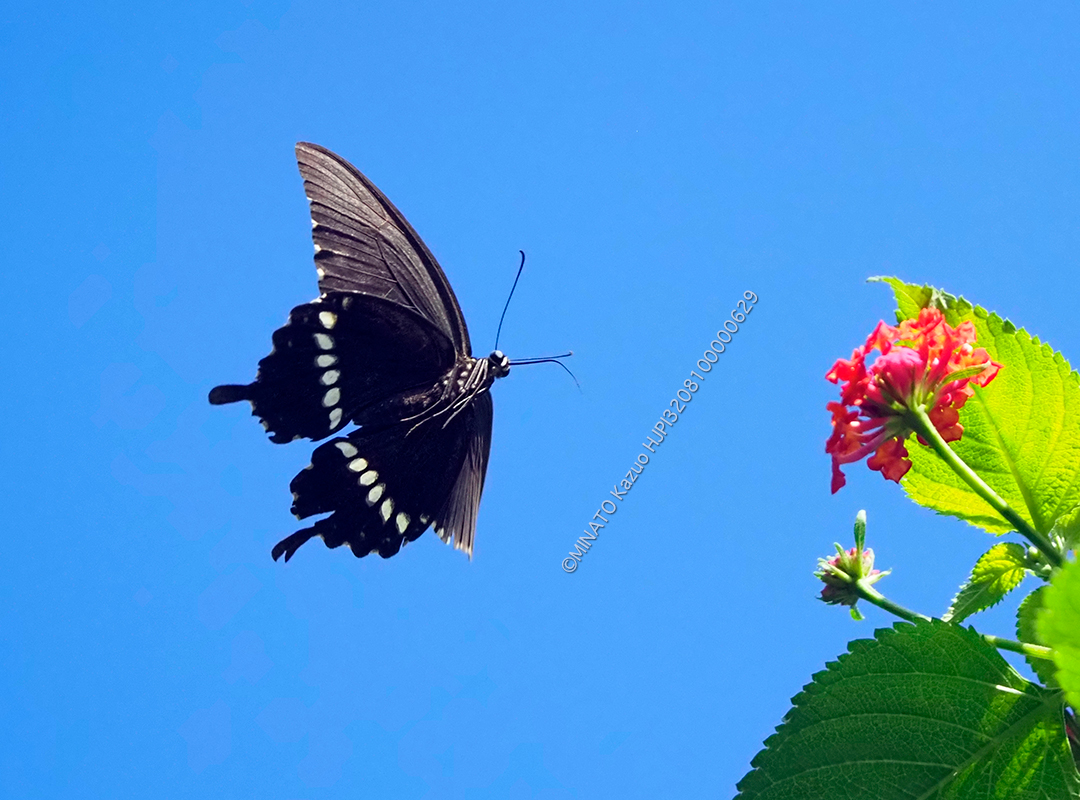シロオビアゲハ
