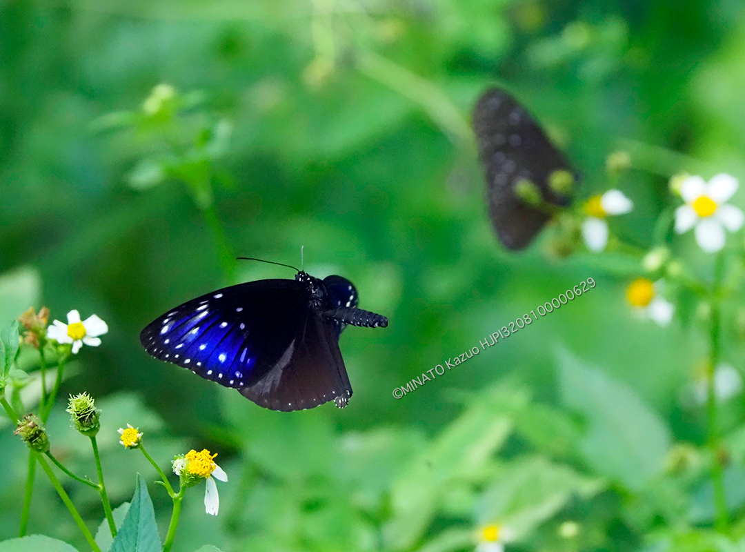 ツマムラサキマダラ雄