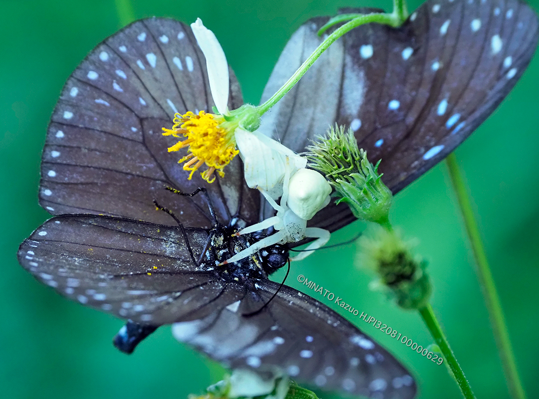 アマミアズチグモ＞ツマムラサキマダラ