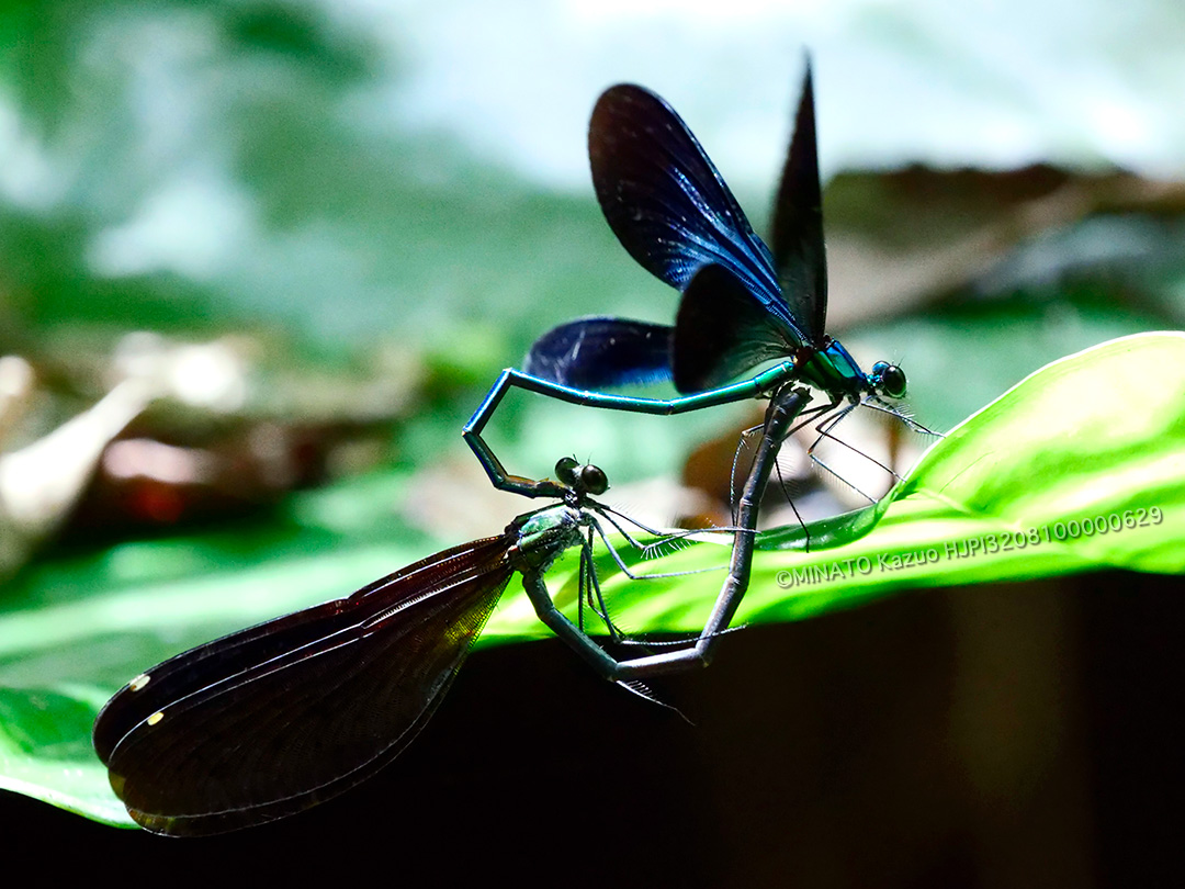 リュウキュウハグロトンボ交尾