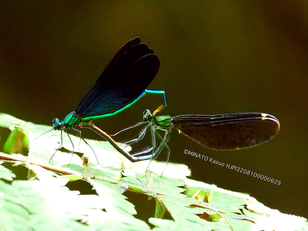 リュウキュウハグロトンボ交尾