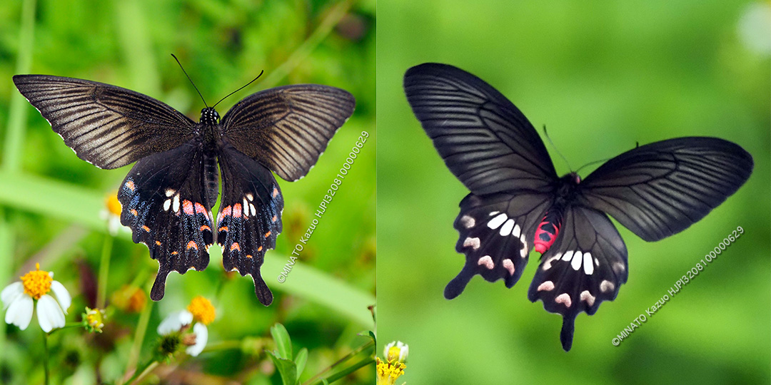 シロオビアゲハII型・ベニモンアゲハ