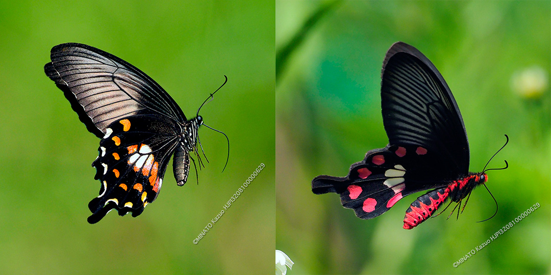 シロオビアゲハII型・ベニモンアゲハ