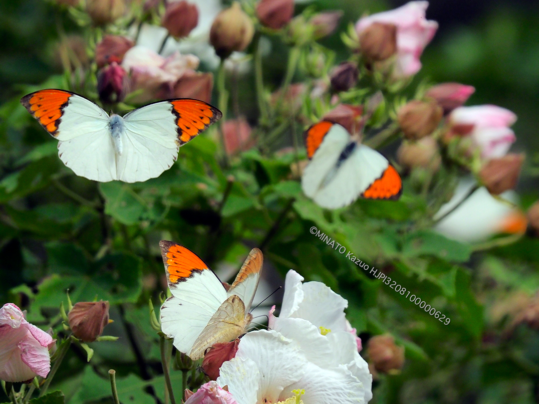 ツマベニチョウ