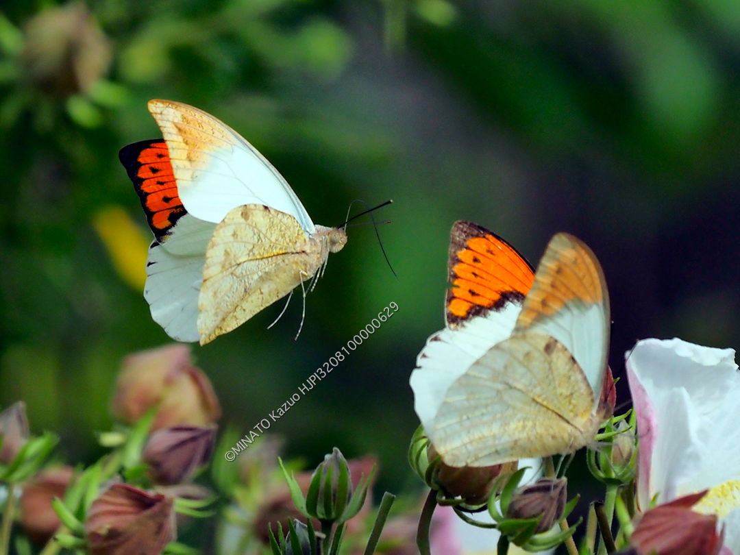 ツマベニチョウ