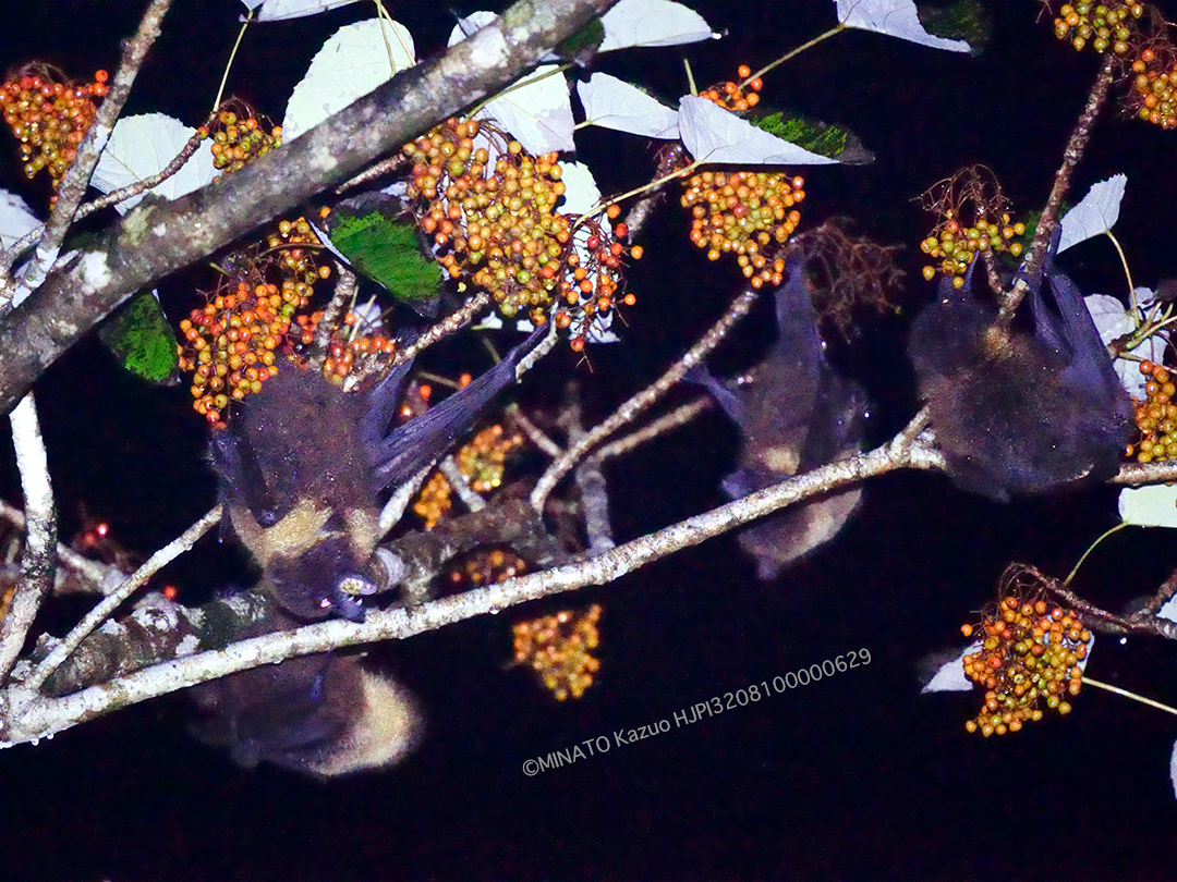 オリイオオコウモリ