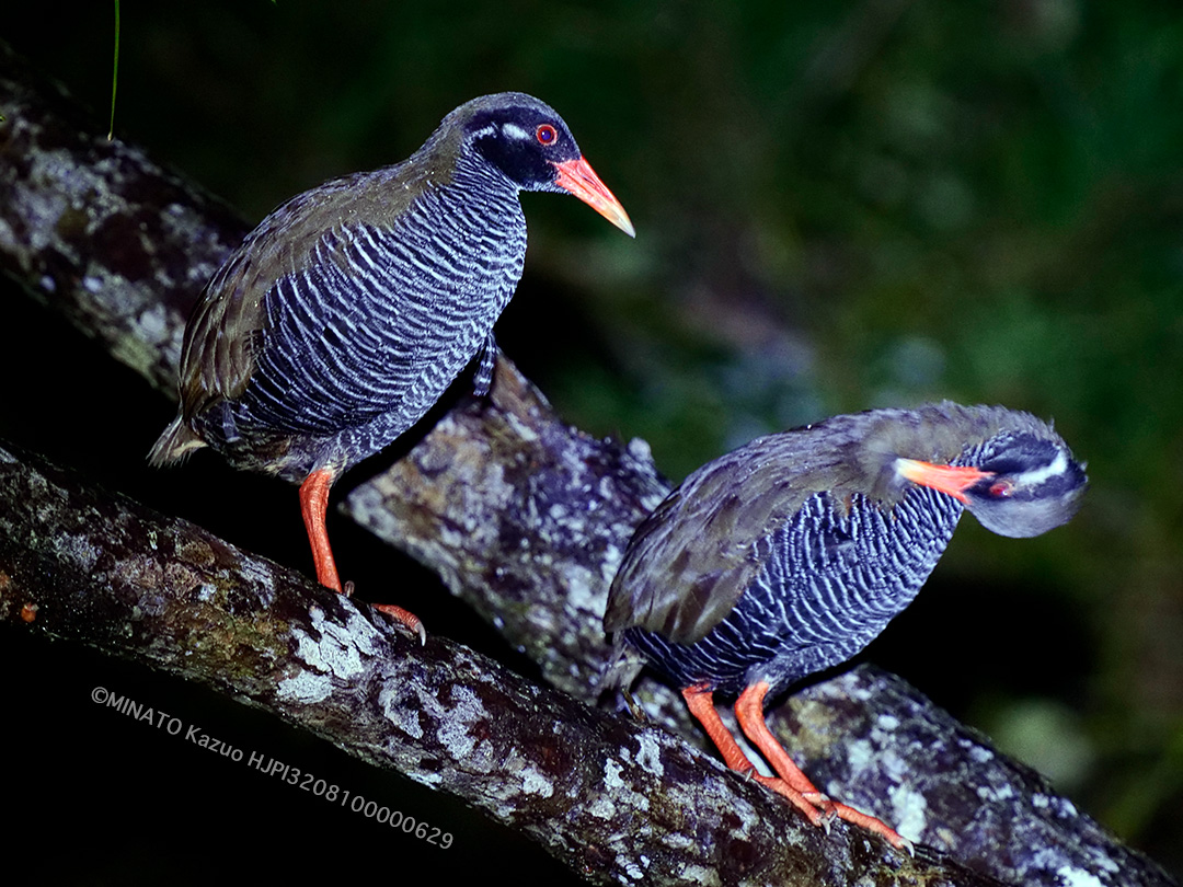 ヤンバルクイナ親子