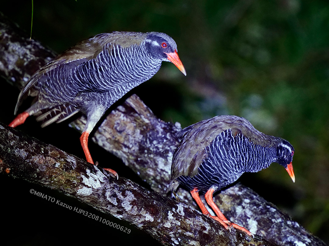 ヤンバルクイナ親子