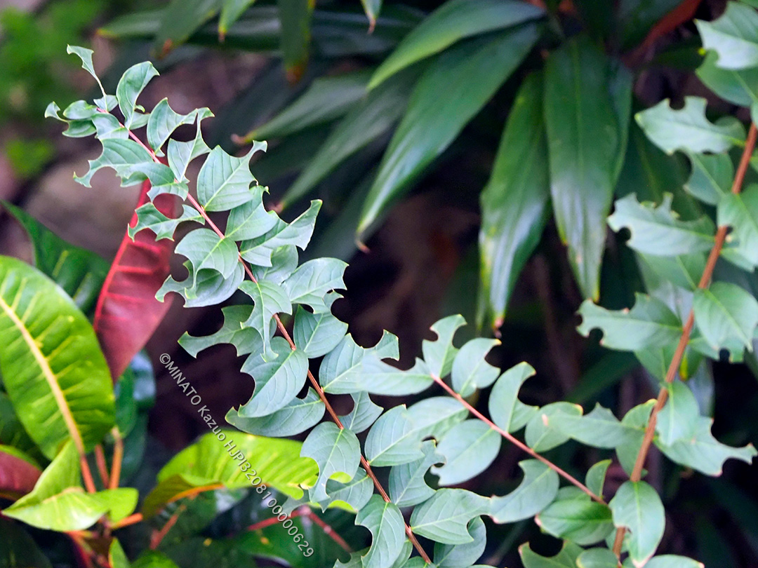 ハキリバチ食痕