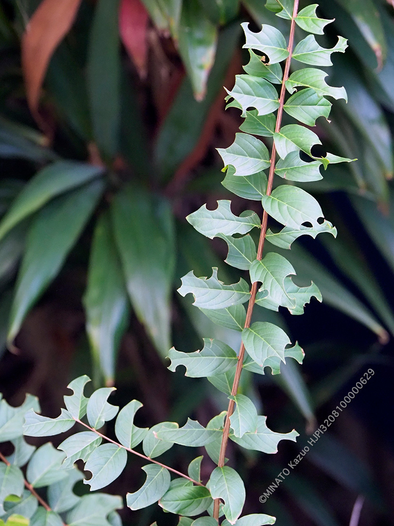 ハキリバチ食痕