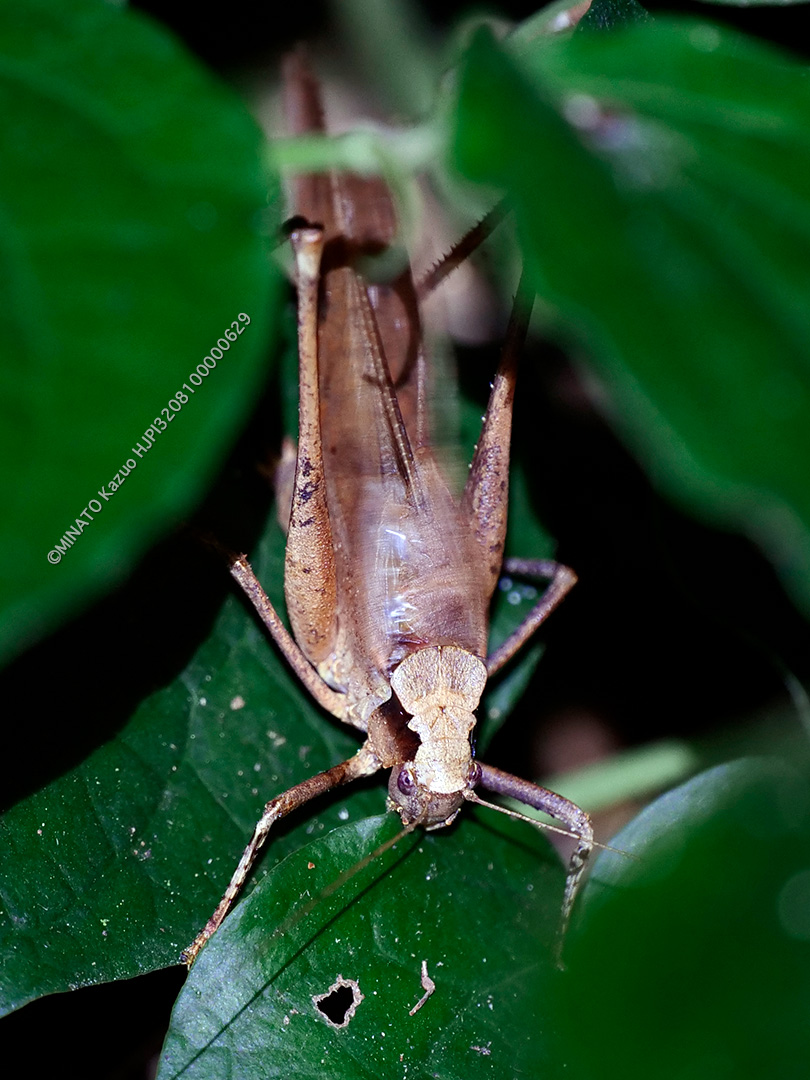 タイワンクツワムシ