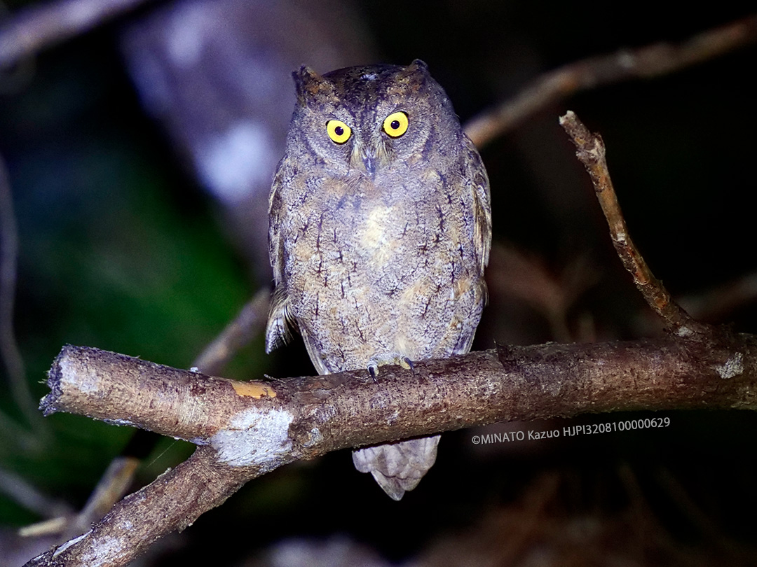 リュウキュウコノハズク