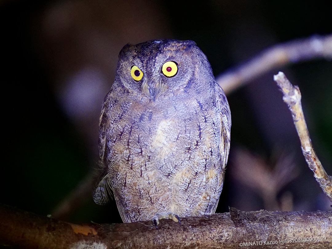 リュウキュウコノハズク