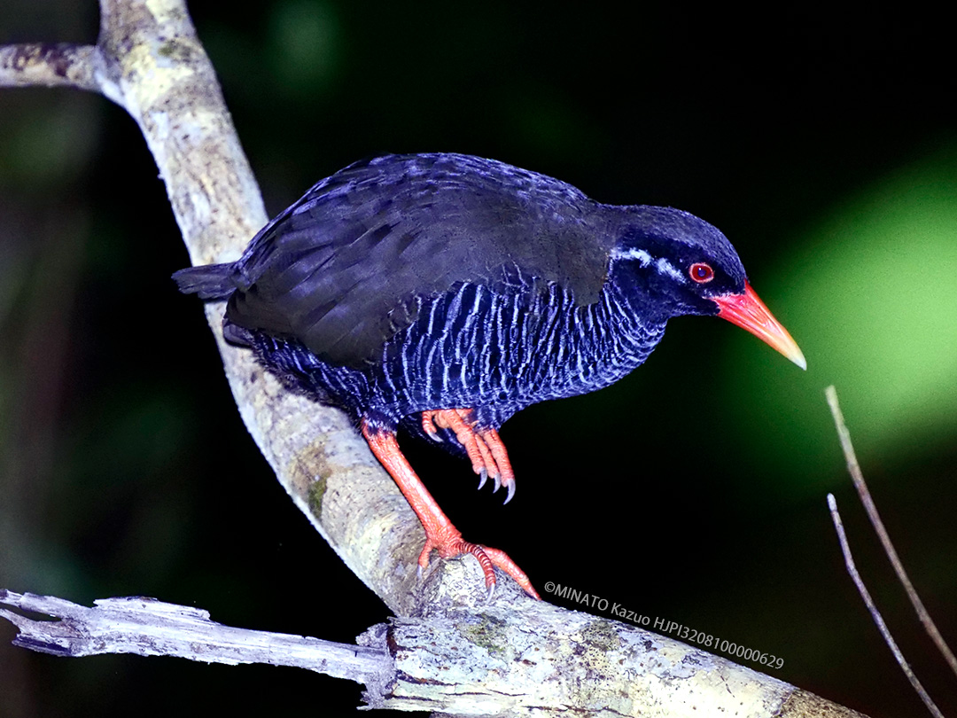 ヤンバルクイナ